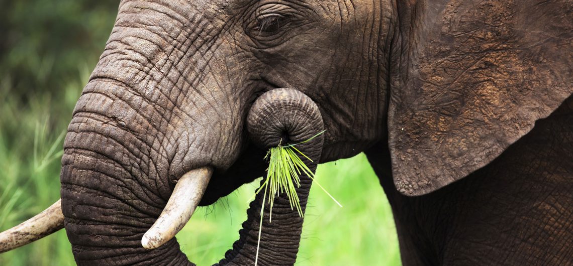 Green-Cultural-Travel-Cambodia-Mondulkiri-Elephant