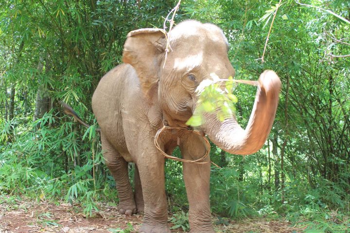 Green Cultural Travel - Cambodia - Mondulkiri - Elephant playing with a branch