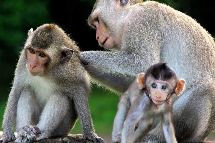 Green Cultural Travel - Cambodia - Siem Reap - Monkeys on Angkor Wat